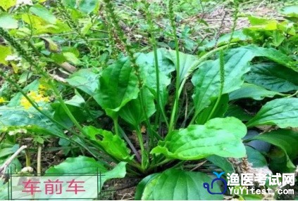 车前草-水产中草药
