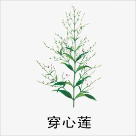 穿心莲-水产中草药