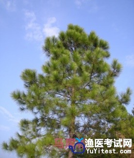 马尾松-水产中草药