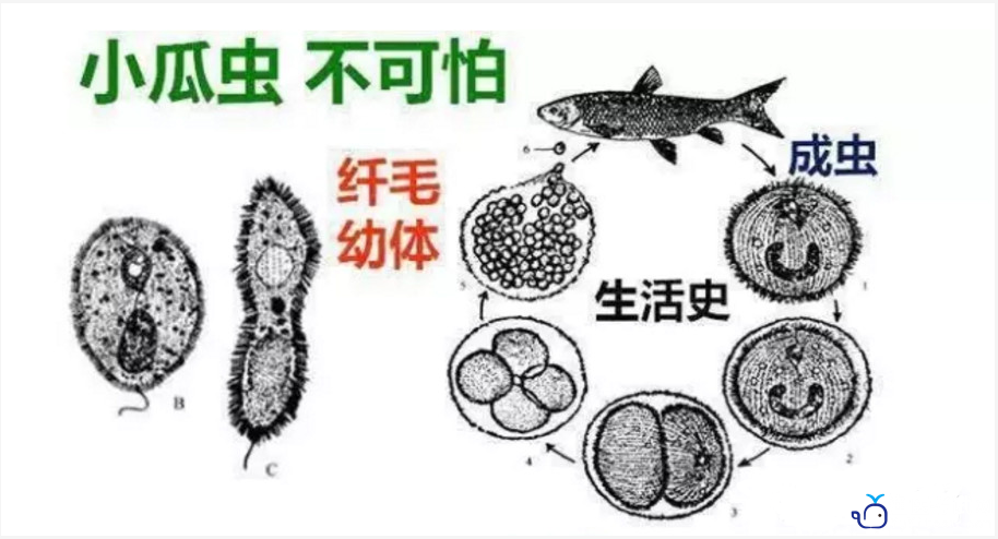 小瓜虫.png