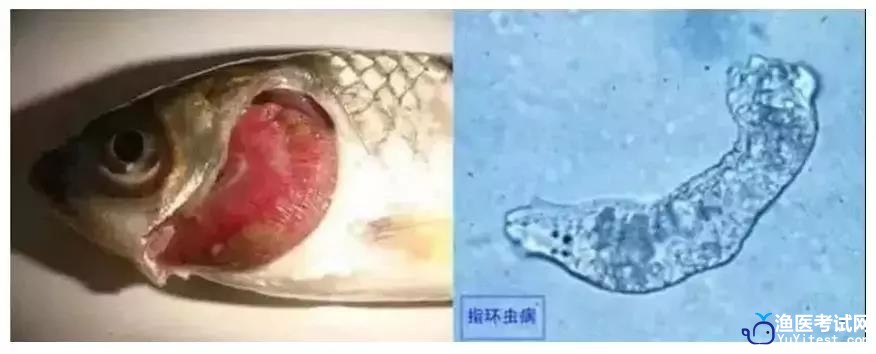 指环虫.jpg