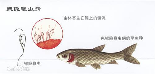 鳃隐鞭虫