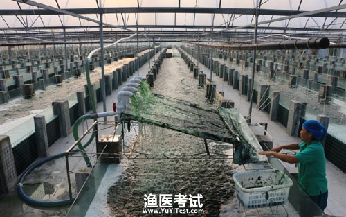 螺旋藻