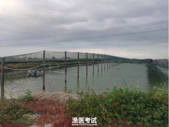 对虾鳃病的诊断