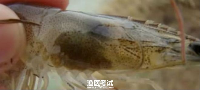 对虾鳃病的诊断