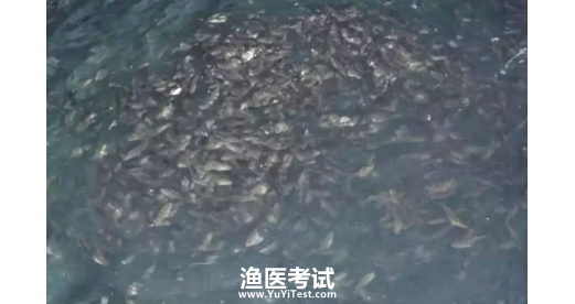 浸泡药浴