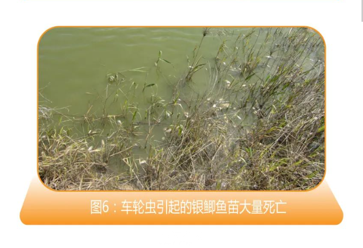 6、车轮虫引起的银鲫鱼苗大量死亡.png