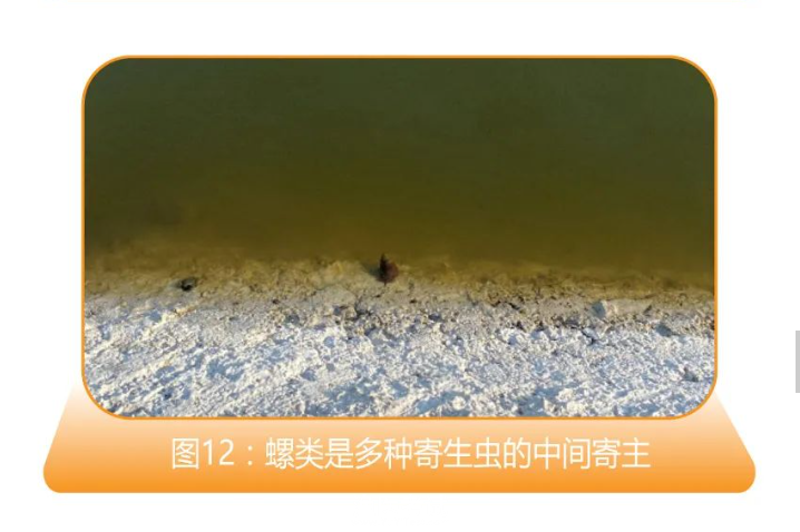 12、螺类是多种寄生虫的中间寄主.png