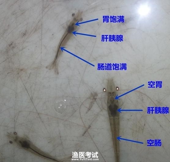 虾2.jpg