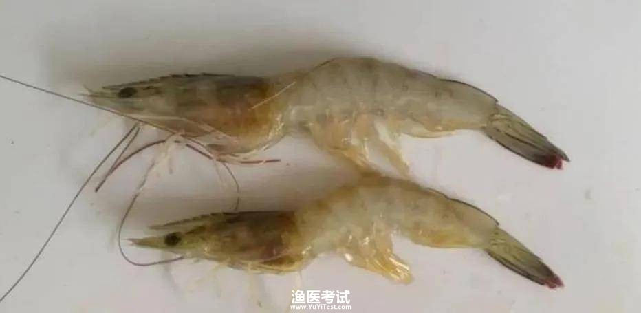 病害图片