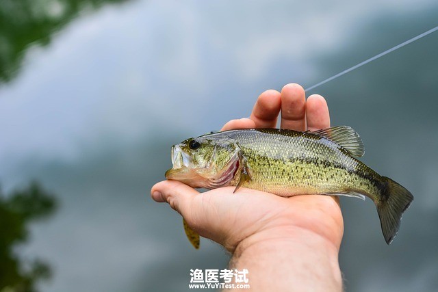 largemouth-bass-6058047_640.jpg