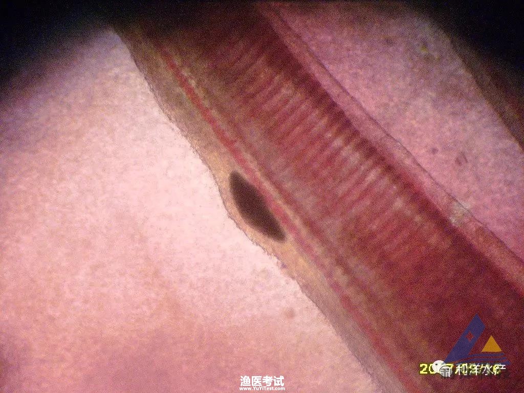 143632gof28515848loyjo.jpg