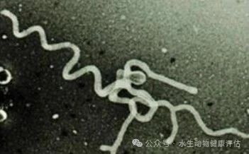 河蟹螺原体