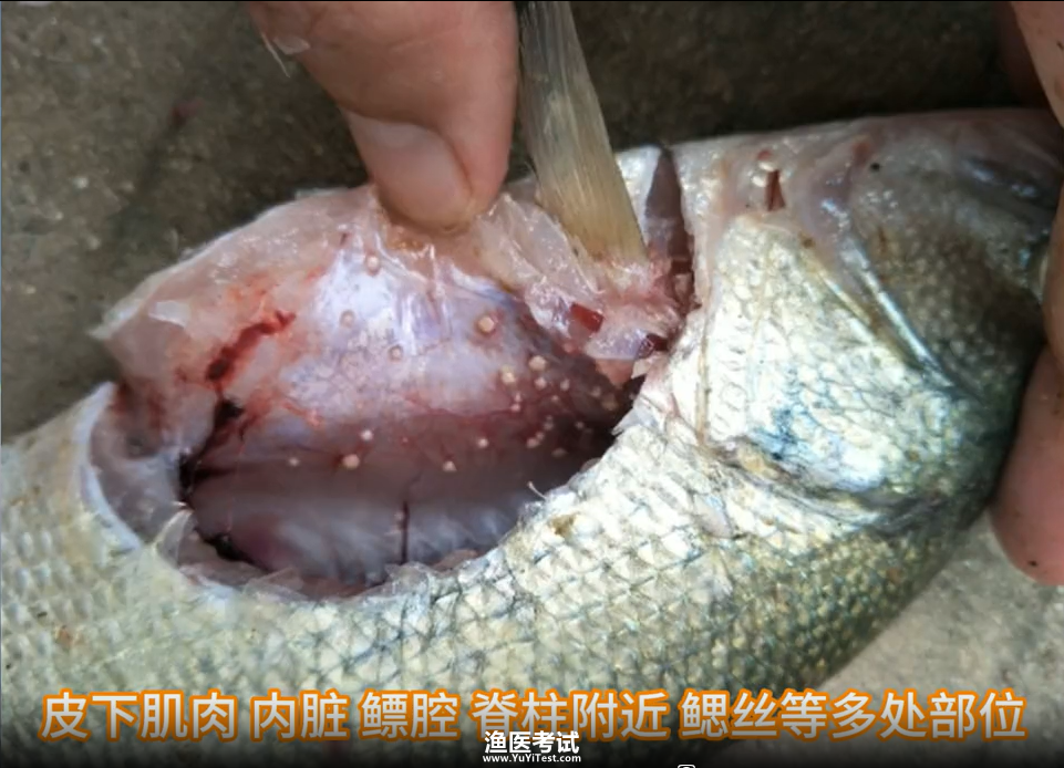 加州鲈诺卡氏菌病