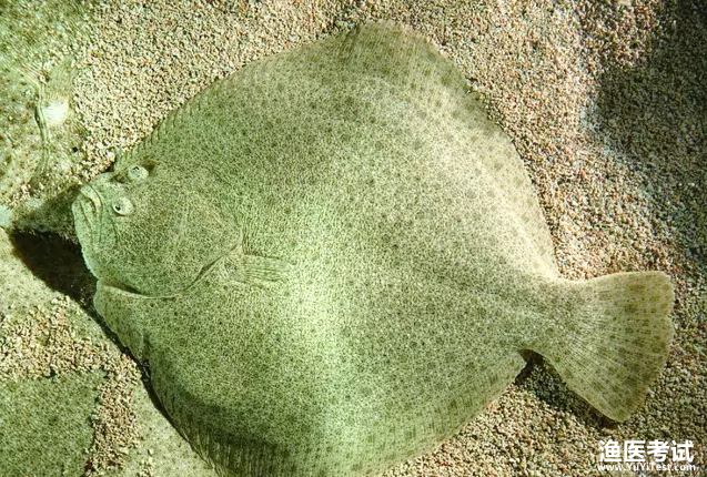 鲆鲽鱼