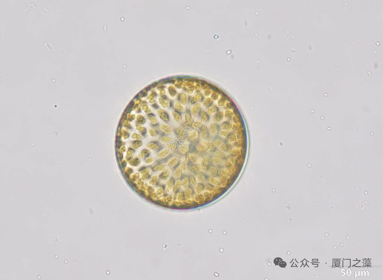 {nex_medvideo_cover_cover}