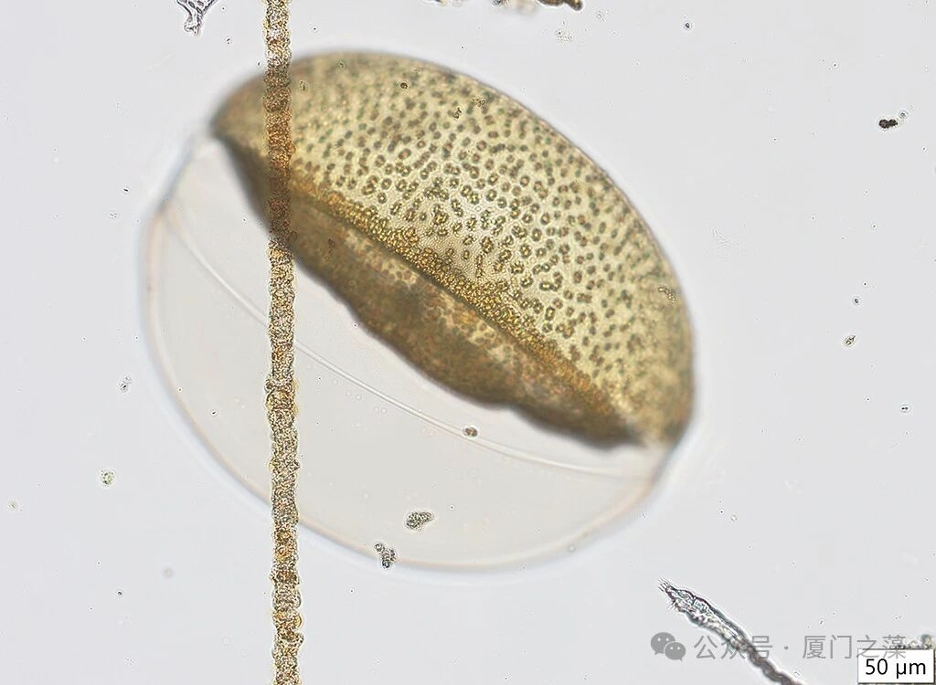 {nex_medvideo_cover_cover}