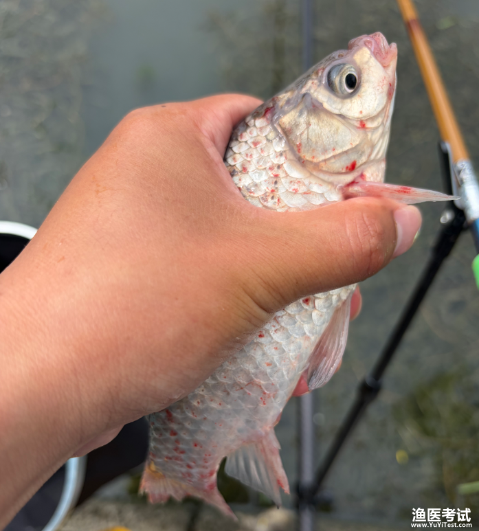 鲫鱼出血