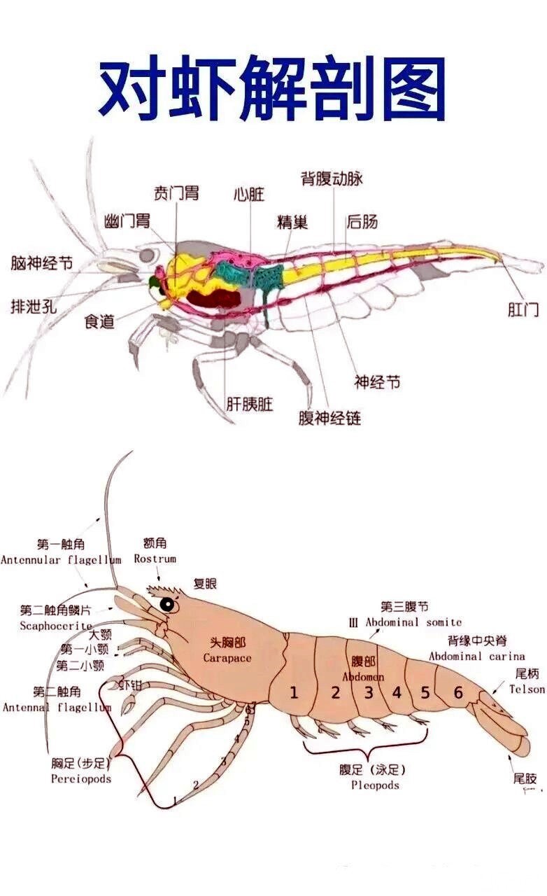 对虾解剖图.jpg