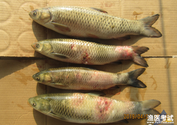 发病的草鱼体表溃烂