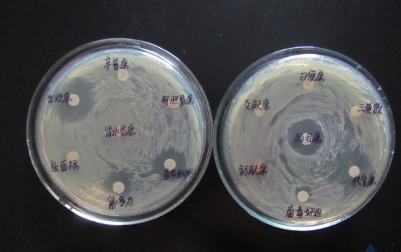 鲁氏耶尔森氏菌药敏试验结果