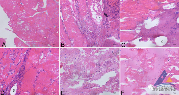 病鱼的组织病理切片结果
