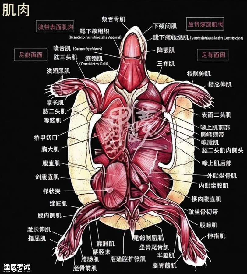 龟鳖肌肉系统