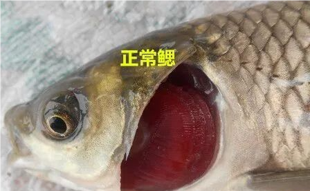 正常鱼鳃.png