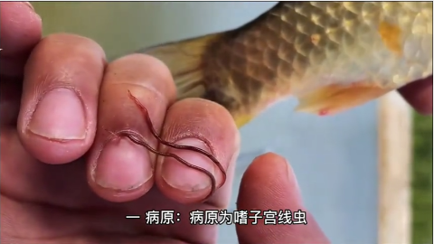 雌性鲤嗜子宫线虫