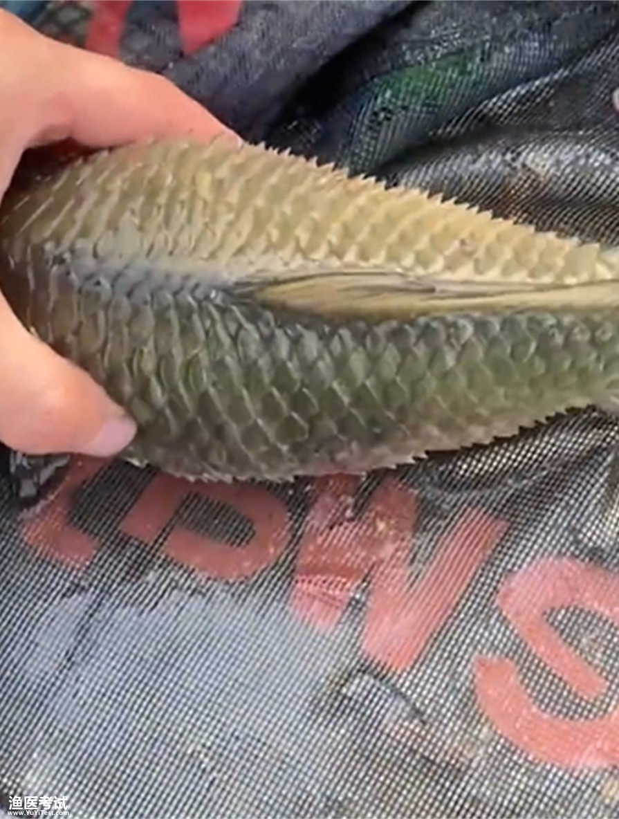 竖鳞病
