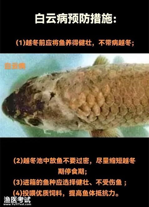 鲤白云病3