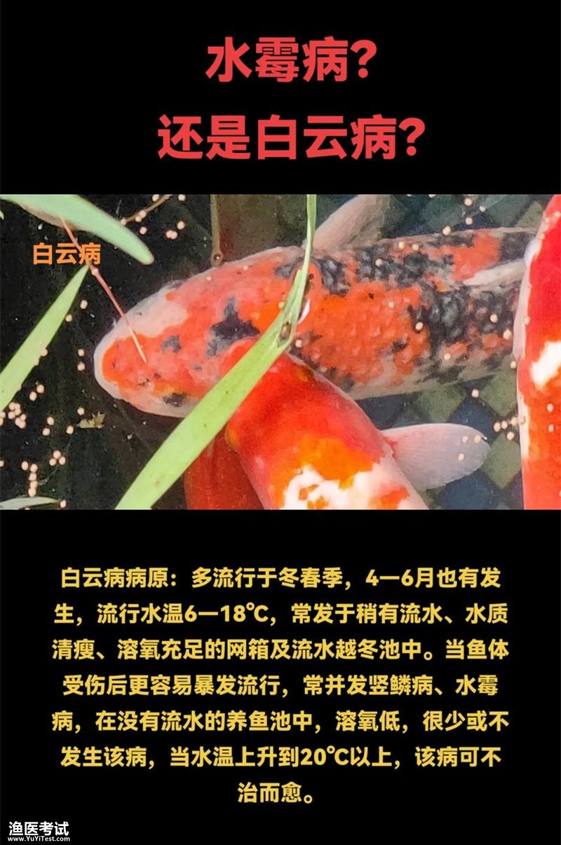 鲤白云病1