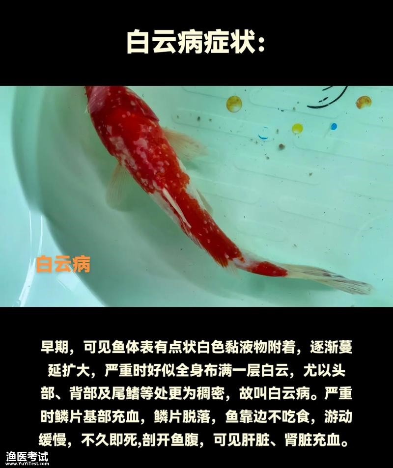 鲤白云病2