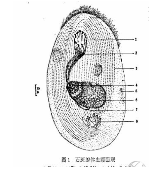 ‌石斑瓣体虫‌覆面观.png