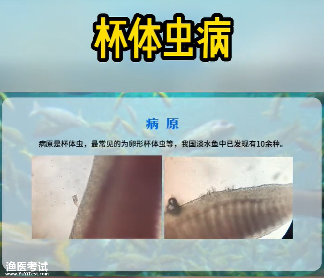 杯体虫