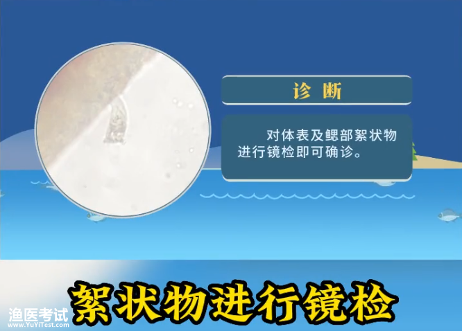杯体虫检测