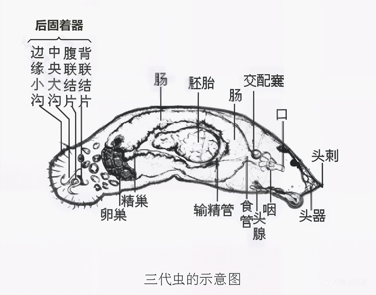 三代虫结构示意图
